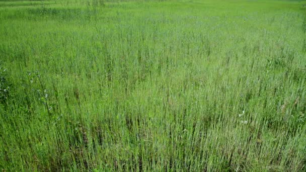 Campo de malas hierbas con brotes de cereales jóvenes — Vídeos de Stock