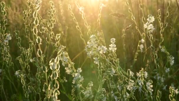 Trawa łąka i Saponaria o zachodzie słońca. Natura w Rosji — Wideo stockowe