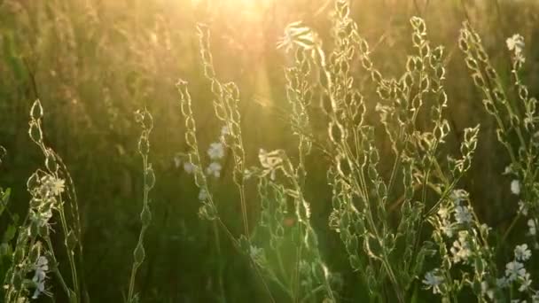 Η χλόη λιβαδιών και Saponaria στο ηλιοβασίλεμα. Φύση της Ρωσίας — Αρχείο Βίντεο