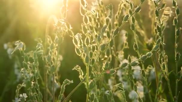 Wiesengras und Saponaria bei Sonnenuntergang. Die Natur Russlands — Stockvideo