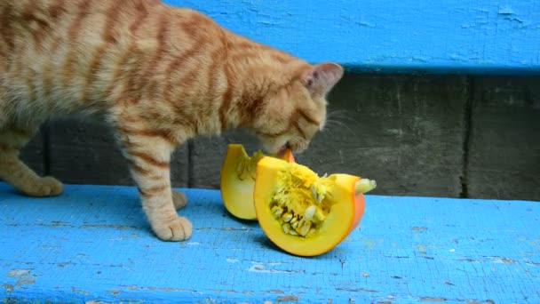 Czerwony kot jedzenie dyni na ławce — Wideo stockowe