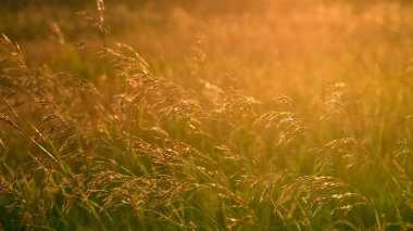 Yabani Yulaf günbatımı ışıkta rüzgarda