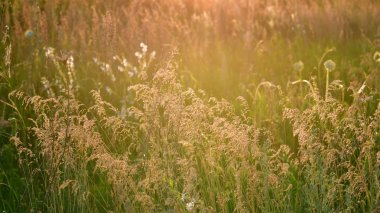 Vahşi yaz çim alan bir gün batımında kökenli