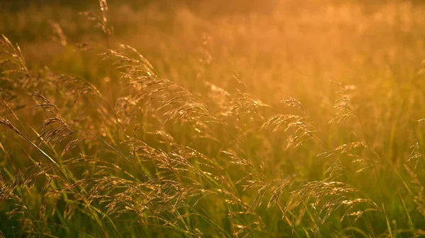 Avena Silvestre Viento Atardecer — Foto de Stock