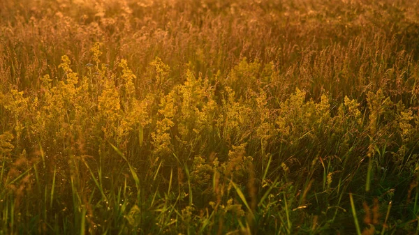 夕日を野生の夏の草畑から背景 — ストック写真