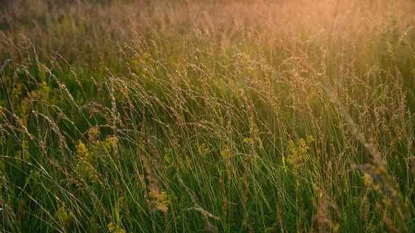 Fragments Wild Meadow Rays Setting Sun — Stock Photo, Image