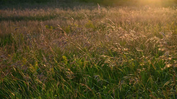 日没の光の風で野生オートムギ — ストック写真