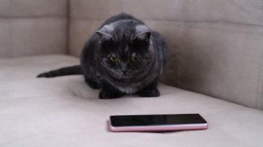 Dark gray cat watching the game for cats on phone