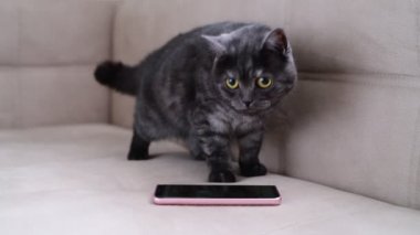 Kedi umarsızca smartphone yanında davranır