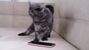 Kedi umarsızca smartphone yanında davranır