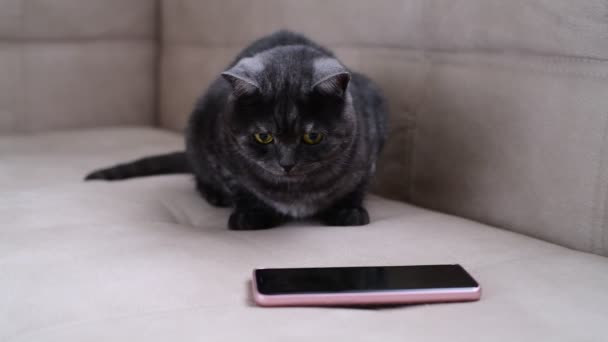 Dunkelgraue Katze beobachtet das Spiel für Katzen am Telefon — Stockvideo