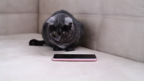 Gato gris oscuro viendo el juego para gatos en el teléfono — Vídeo de stock
