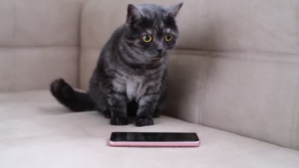 Gato Comporta Inquieto Junto Smartphone — Vídeo de stock