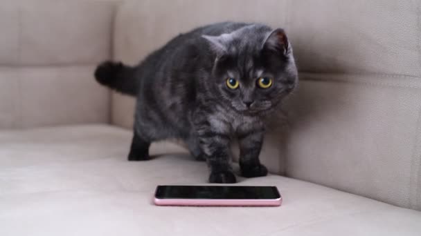 O gato se comporta de forma inquieta ao lado do smartphone — Vídeo de Stock