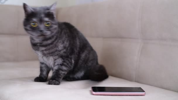 The cat behaves restlessly next to smartphone — 图库视频影像