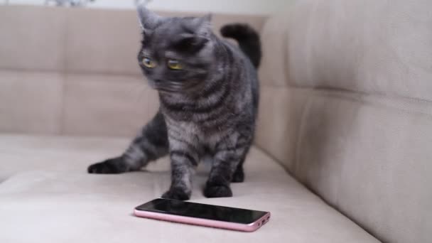 El gato se comporta inquieto junto al smartphone — Vídeo de stock