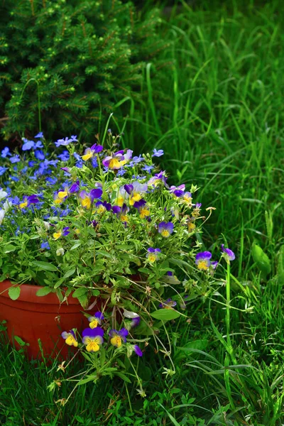 Pote de um filhote de flores no jardim — Fotografia de Stock