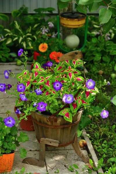 Pot bir petunya ve diğer çiçek bahçesinde — Stok fotoğraf