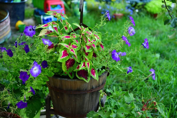 ペチュニア、庭の他の花のポット — ストック写真
