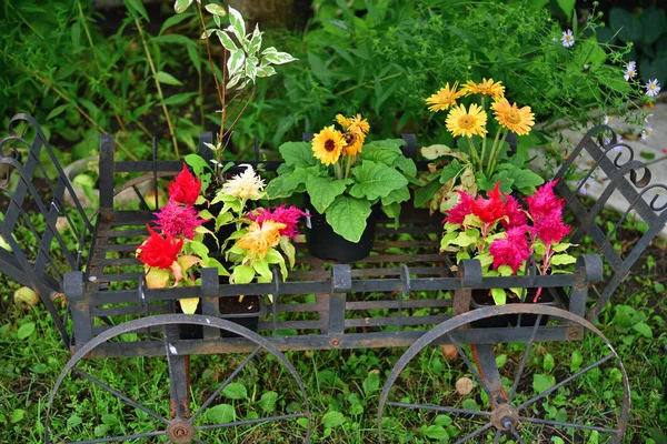 Květiny v květináčích na stojan v podobě vozíku — Stock fotografie