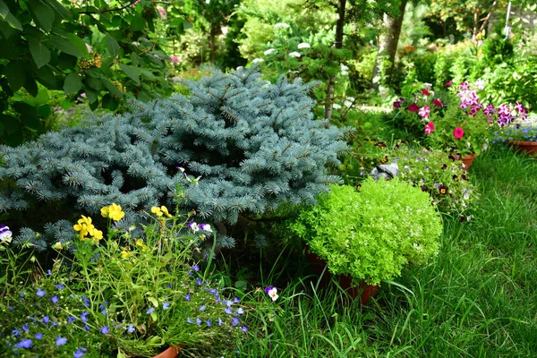 Dwarf Spruce Landscape Design Garden — Stok fotoğraf