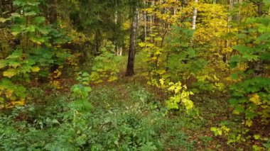 Karışık yaprak döken ve çam ormanında sonbahar