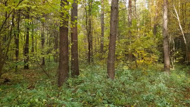 Bosque mixto caducifolio en otoño — Vídeos de Stock