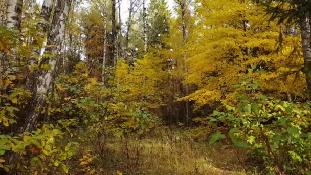 Bosque mixto de hoja caduca y abeto en otoño — Vídeos de Stock