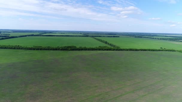 Jonge velden van graan gescheiden door bos riemen, Rusland — Stockvideo