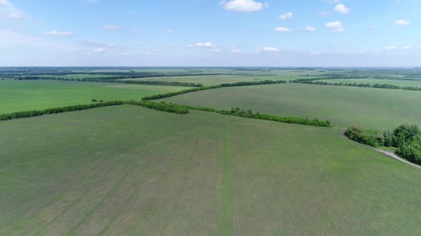Junge Getreidefelder durch Waldgürtel getrennt, Russland — Stockvideo
