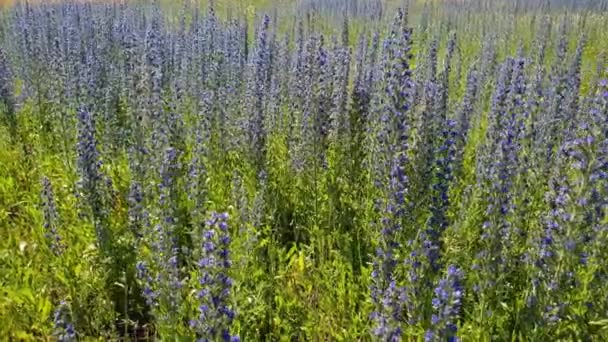 Belo prado com florescendo Salvia Superba na Rússia — Vídeo de Stock