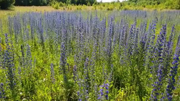 Hermosa pradera con florecimiento Salvia Superba en Rusia — Vídeos de Stock