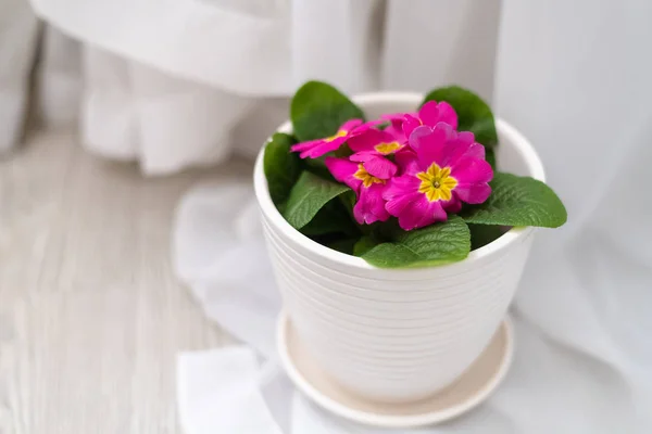 Primula rosa em um pote no interior — Fotografia de Stock