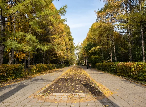 Promenade alley in arboretum in Zelenograd in Moscow, Russia — Stock Photo, Image
