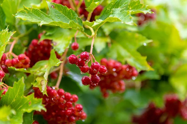Ripe viburnum berries in a drop of rainwater — Stock Photo, Image