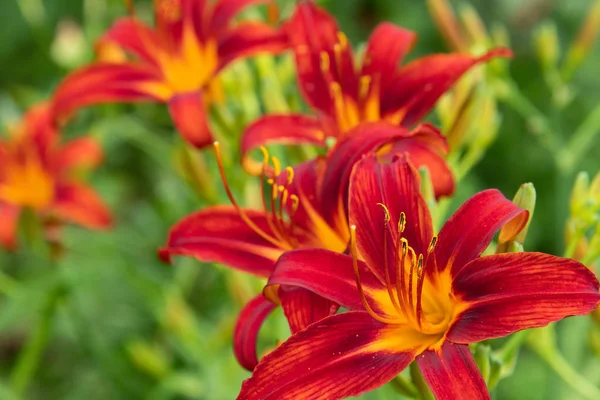 Flores do daylily vermelho perto no canteiro de flores — Fotografia de Stock