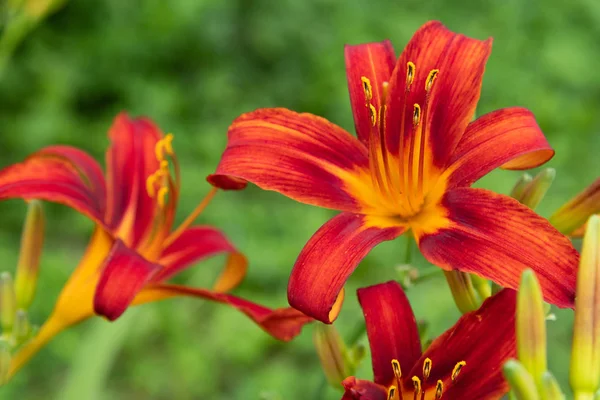 Flores do daylily vermelho perto no canteiro de flores — Fotografia de Stock
