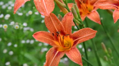 Böcekleri flowerbed üzerinde turuncu daylilies tozlaşmak