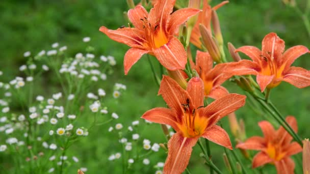 Skalbaggar pollinera orange dagliljor på blomsterrabatten — Stockvideo