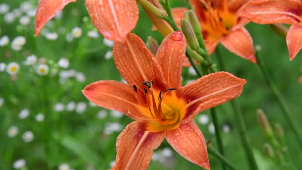 Beetles pollinate orange daylilies on the flowerbed — Stock Video