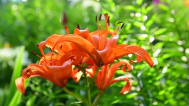 Lily çiçekler üzerinde sürünen küçük siyah karıncalar