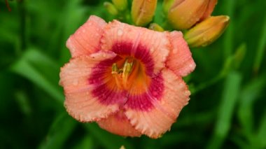 Yağmur damlaları güzel büyük daylily çiçek