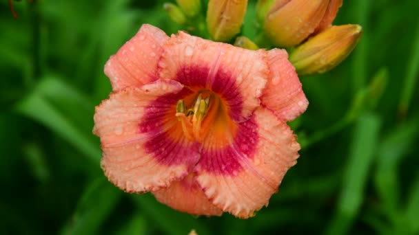 Schöne große Taglilie Blume in Regentropfen — Stockvideo