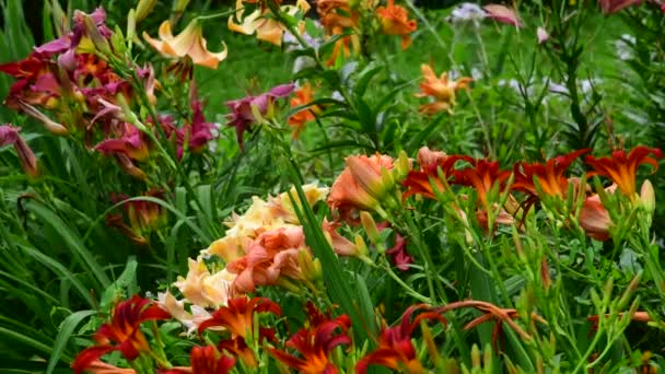 Flowerbed fragment with a different varieties of lilies — Stock Video