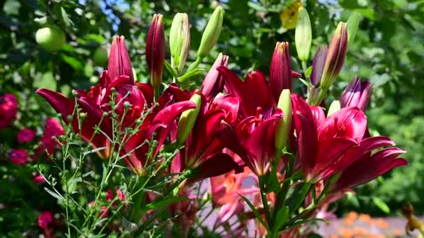 Квітковий фрагмент з різноманітними ліліями — стокове відео