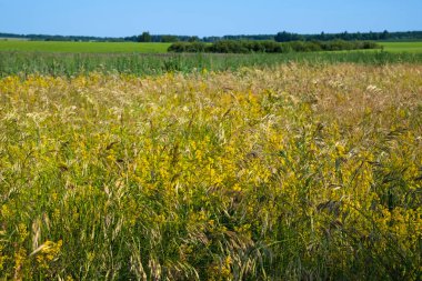 Yaz aylarında Rusya'nın Bozkır kısmı güzel doğada