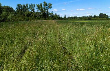 Yaz aylarında Rusya'nın Bozkır kısmı doğada