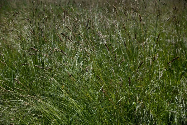 Wild grass on the lawn in central Russia — Stock Photo, Image