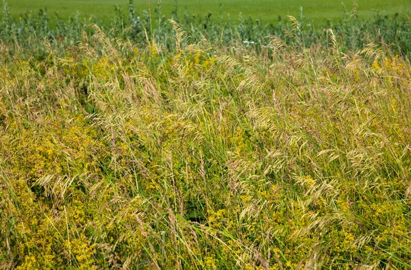 Herbe sauvage sur la pelouse en Russie centrale — Photo