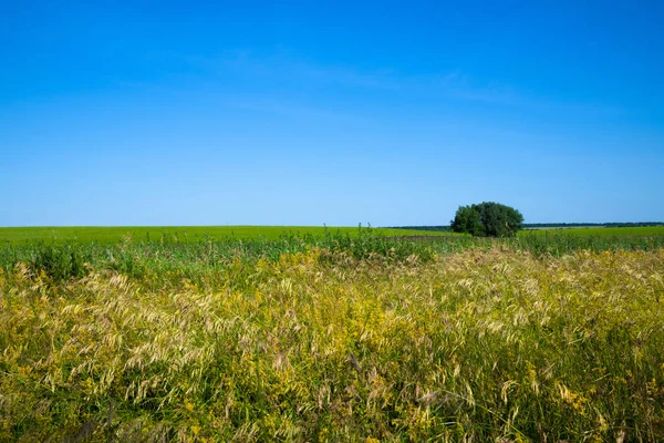 Beautiful nature in the steppe part of Russia in summer — Stock Photo, Image